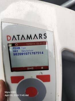 Pit Bull Terrier Dogs Available for Adoption - KALAHNI | PetCurious