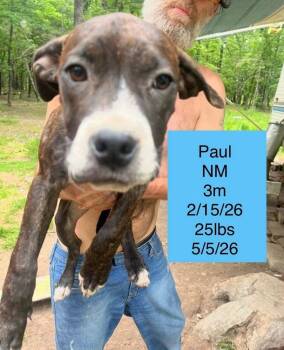 Boxer Dogs Available for Adoption in Colorado Springs, Colorado - Paul | PetCurious