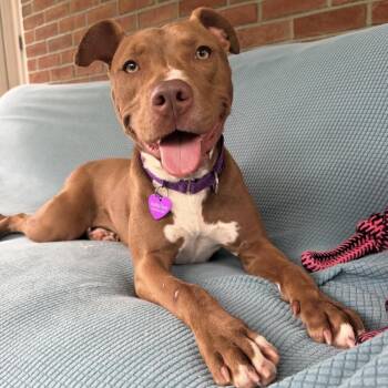 Roxy -  American Staffordshire Terrier Dog for Adoption in Bedminster, New Jersey - Roxy | PetCurious