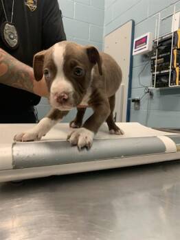 Pit Bull Terrier and Mixed Breed Dogs Available for Adoption in Corpus Christi, Texas - GULF | PetCurious