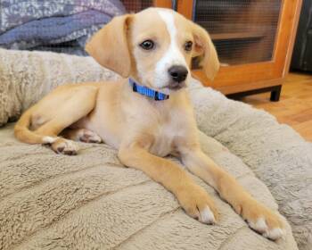 Chihuahua Dogs Available for Adoption in Corona, California - Max | PetCurious