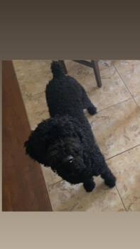 Sophie -  Poodle Dog for Adoption in Effingham, Illinois - Sophie | PetCurious