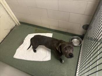 Rescue Mixed Breed Dogs for Adoption in Santa Fe, New Mexico - BERRY | PetCurious