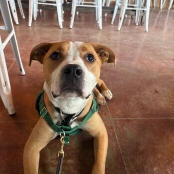 Mixed Breed Dogs Available for Adoption in Bangall, New York - Buzz Lightyear | PetCurious