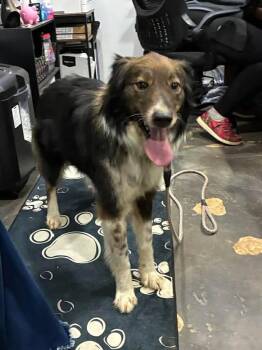 Susie -  Collie Dog for Adoption in Munfordville, Kentucky - Susie | PetCurious