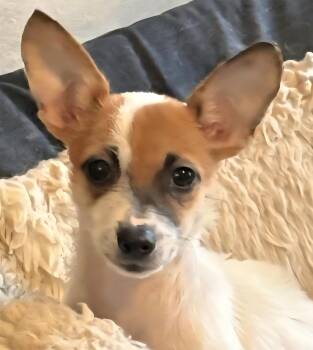 Rescue Chihuahua Dogs for Adoption in New York, New York - MINNIE *Bonded With WINNIE* In NY To Foster &/or Adopt! | PetCurious