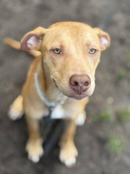 RAINE -  Mixed Breed Dog for Adoption in Fernandina Beach, Florida - RAINE | PetCurious
