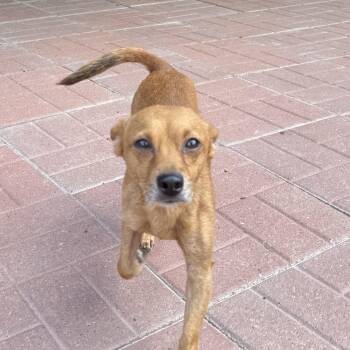 Jojo -  Chihuahua Dog for Adoption in Spring, Texas - Jojo | PetCurious