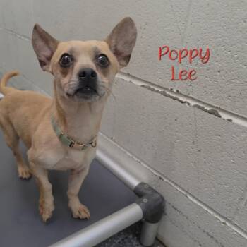 Poppy Lee -  Chihuahua and Mixed Breed Dog for Adoption in Parkersburg, West Virginia - Poppy Lee | PetCurious