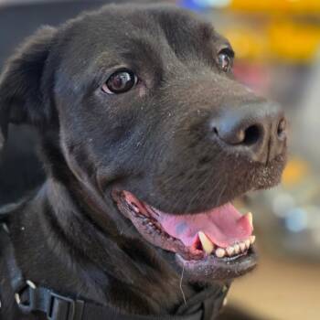 Great Dane and Black Labrador Retriever Dogs Available for Adoption in Chapel Hill, North Carolina - Momo | PetCurious
