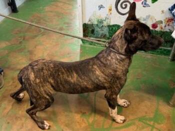 Black Mouth Cur Dogs Available for Adoption in Brookhaven, Mississippi - Buckwheat 26 | PetCurious