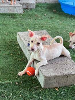 Webby -  Chihuahua Dog for Adoption in Crystal Lake, Illinois - Webby | PetCurious
