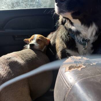 William -  Mixed Breed Dog for Adoption in Concord, California - William | PetCurious