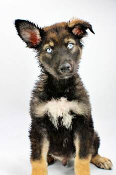 Wolf -  Siberian Husky and Mixed Breed Dog Available for Adoption in Morton Grove, Illinois - Wolf | PetCurious