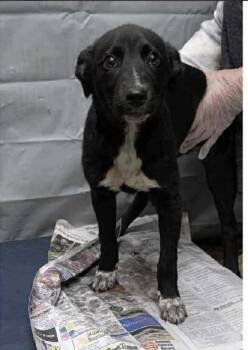 Rescue Labrador Retriever Dogs for Adoption in Willingboro, New Jersey - Kiki | PetCurious