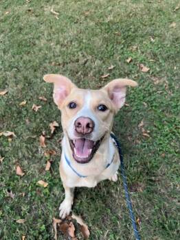 Rescue Shepherd Dogs for Adoption in Raleigh, North Carolina - Iris | PetCurious