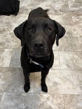 Labrador Retriever Dogs Available for Adoption in Rochester, Indiana - BOONE | PetCurious