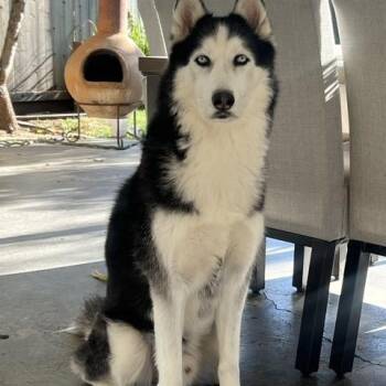 Ghost -  Siberian Husky Dog for Adoption in Los Angeles, California - Ghost | PetCurious