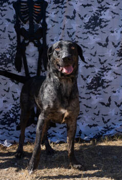 Rescue German Shorthaired Pointer Dogs for Adoption in Scott, Louisiana - Jesse | PetCurious
