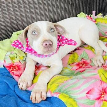 Mixed Breed Dogs Available for Adoption in Seneca, South Carolina - Laverne $125 | PetCurious