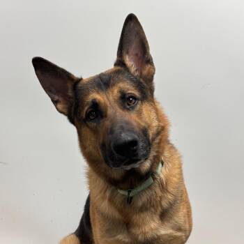 German Shepherd Dog Dogs Available for Adoption in Columbia, Missouri - Appa | PetCurious