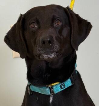 Black Labrador Retriever and Hound Dogs Available for Adoption in Amery, Wisconsin - Abe | PetCurious