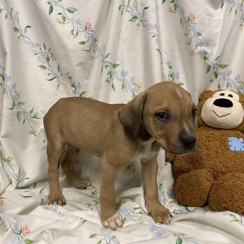 A611249 -  Pit Bull Terrier and Mixed Breed Dog for Adoption in Modesto, California - A611249 | PetCurious