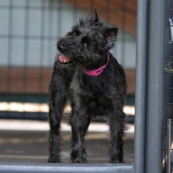 Brandy (MR26-308) -  Miniature Schnauzer Dog for Adoption in Peyton, Colorado - Brandy (MR26-308) | PetCurious