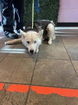 61628434 -  Siberian Husky and Mixed Breed Dog for Adoption in El Paso, Texas - 61628434 | PetCurious