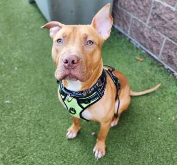 Pit Bull Terrier and Mixed Breed Dogs Available for Adoption - HOPPER | PetCurious