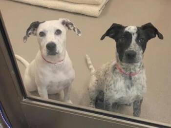 Cattle Dog and Mixed Breed Dogs Available for Adoption in Westland, Michigan - Penny | PetCurious
