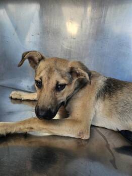 Rescue Mixed Breed Dogs for Adoption in Dallas, Texas - SPOOKERT | PetCurious