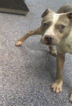 Pit Bull Terrier and Mixed Breed Dogs Available for Adoption - A1259017 | PetCurious