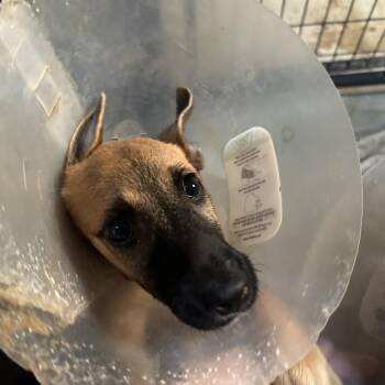 Gretel -  Mixed Breed Dog for Adoption in Leander, Texas - Gretel | PetCurious