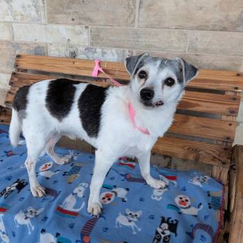 Danyon -  Jack Russell Terrier Dog for Adoption in St. Augustine, Florida - Danyon | PetCurious