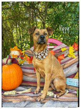 Kippy -  Black Mouth Cur Dog for Adoption in Sebring, Florida - Kippy | PetCurious
