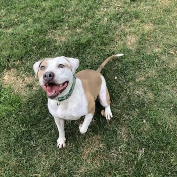 BELLA -  Boxer and American Staffordshire Terrier Dog for Adoption in Richmond, Texas - BELLA | PetCurious