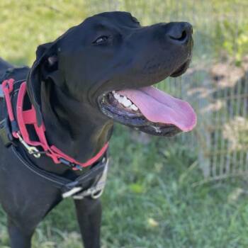 Sam -  Great Dane and Irish Wolfhound Dog for Adoption in South Burlington, Vermont - Sam | PetCurious