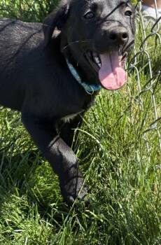 Blazer -  Labrador Retriever Dog Available for Adoption in South Bend, Indiana - Blazer | PetCurious