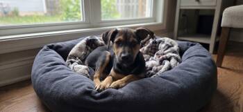 Georgia -  Miniature Pinscher and Rat Terrier Dog for Adoption in Warren, Michigan - Georgia | PetCurious
