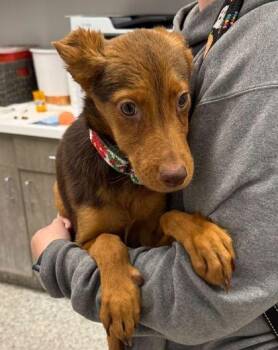 Carrot Cake -  Mixed Breed Dog Available for Adoption in Kansas City, Missouri - Carrot Cake | PetCurious