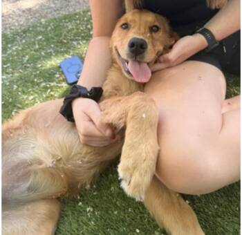 Maggie -  Golden Retriever Dog for Adoption in Salt Lake City, Utah - Maggie | PetCurious