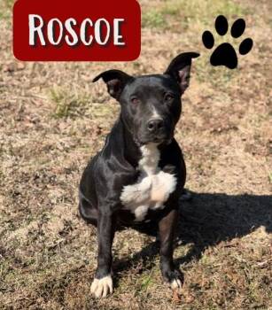 Rescue Labrador Retriever and Pit Bull Terrier Dogs for Adoption in College Station, Texas - Roscoe | PetCurious