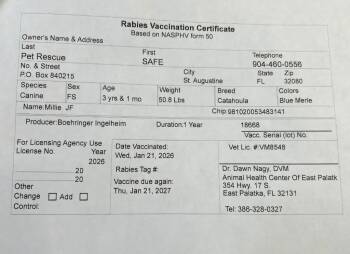 Catahoula Leopard Dog Dogs Available for Adoption - Millie | PetCurious