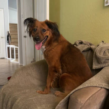 Rescue Australian Shepherd and Cocker Spaniel Dogs for Adoption in Apache Junction, Arizona - Sonia | PetCurious