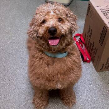 Mufasa -  Golden Retriever and Poodle Dog for Adoption in Wilmington, Delaware - Mufasa | PetCurious