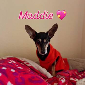 Manchester Terrier Dogs Available for Adoption in Venice, Florida - Maddie | PetCurious