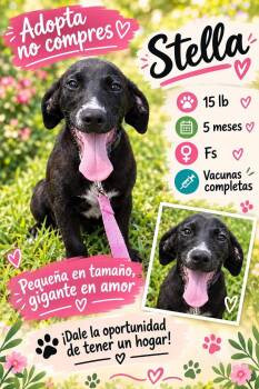 Stella -  Labrador Retriever and Dachshund Dog for Adoption in New York, New York - Stella | PetCurious