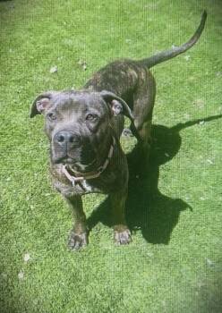 Rescue Mastiff and Boxer Dogs for Adoption in Murrieta, California - BRINDI BRINDI | PetCurious