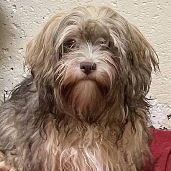 Tex -  Shih Tzu and Schnauzer Dog for Adoption in Warrensburg, Missouri - Tex | PetCurious